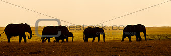Group of Elephants seen backlit