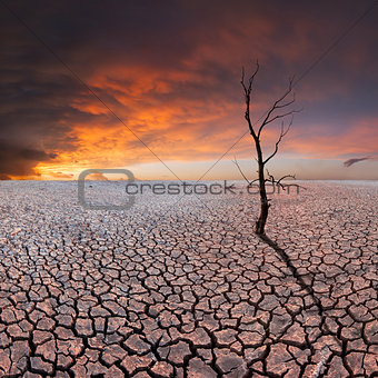 Dry tree on dry earth