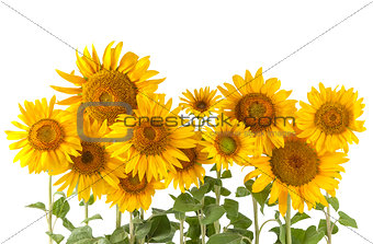 Sunflower bushes