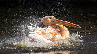 Pelican taking a refreshing