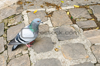 A pigeon in Paris, France