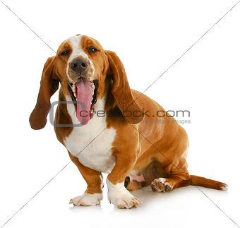 basset hound yawning