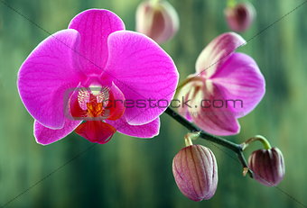 Buds and pink orchid.