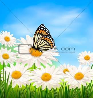 Nature background with spring daisy flower and butterfly. Vector illustration