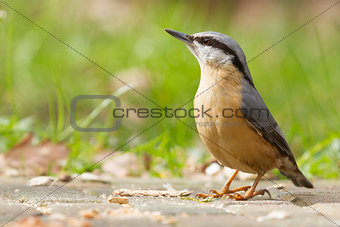 A Nuthatch on the ground