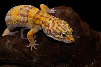 female Tremper albino leopard gecko (Eublepharis macularius)