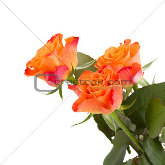three orange rose