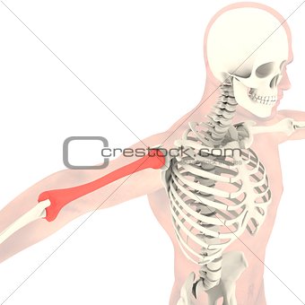 Transparent skeleton