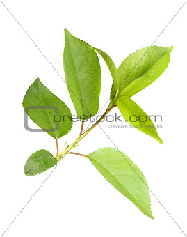 Sprout with leaf of apple-tree