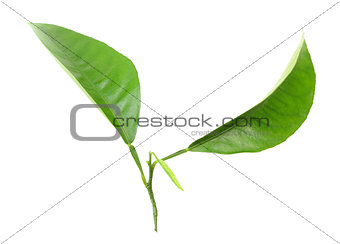 Two green leaf