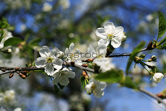 Flowering branches of trees with white flowers