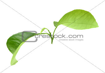 Green leaf of citrus-tree