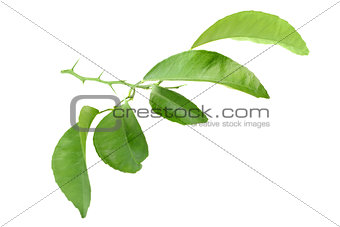 Citrus-tree branch with thorns