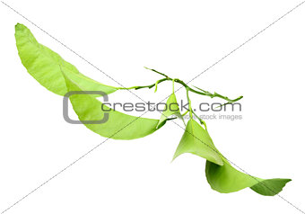 Green branch of citrus-tree
