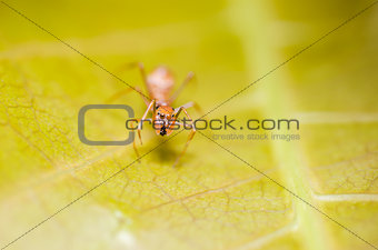 Myrmarachne Plataleoides spider