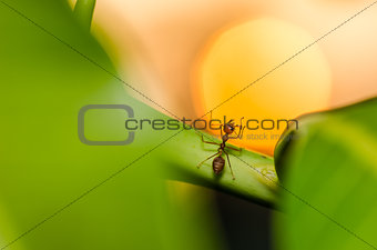 Red ant and sunset