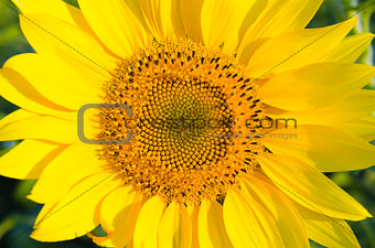 central part of sunflower
