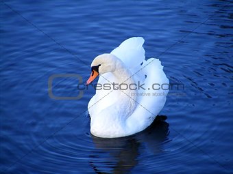 Beautiful white mute swan swimming in the lake