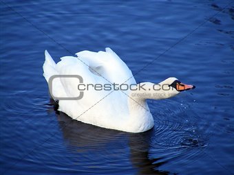 Beautiful white swan drinking water