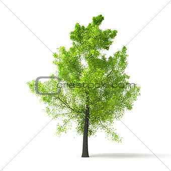 green tree