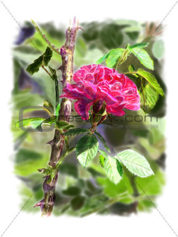 Red rose on a rosebush branch
