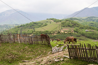 Cows graze in the green mountains