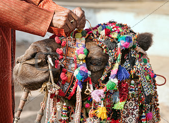 Decoration camel at the Pushkar Fair