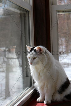 Gorgeous black and white cat on windowsill