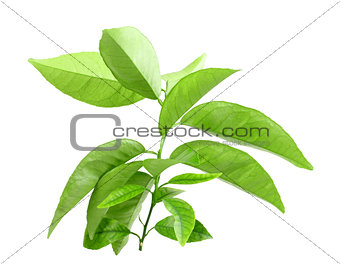 Branch of citrus-tree with green leaf