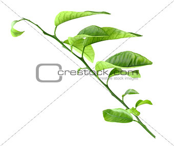 Sprout of citrus-tree