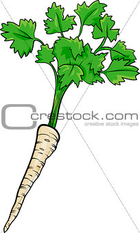 parsley root vegetable cartoon illustration