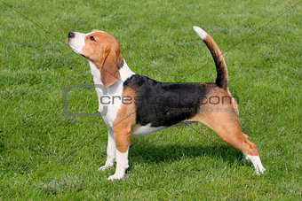 The typical Beagle on the green grass 