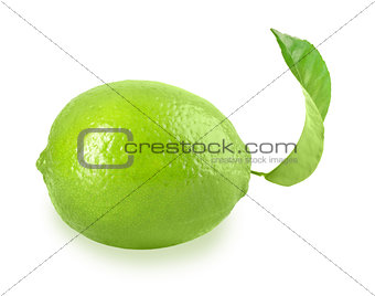 Fresh lime with one green leaf
