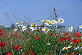 fields - flowers