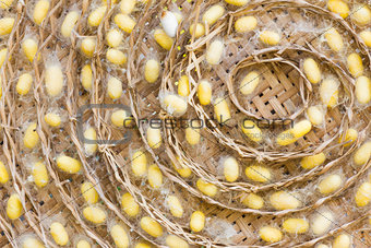 Silkworm cocoons 