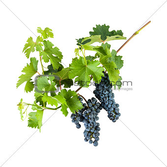 Blue grapes on branch