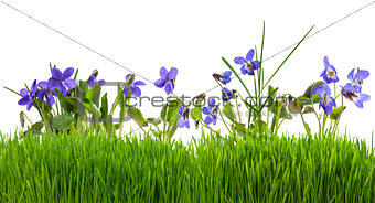 Violets flowers in grass isolated