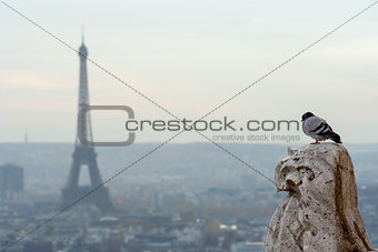 Bird with Eiffel tower on background