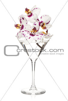 Orchid flowers in a cocktail glass