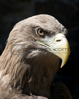 heavy eagle