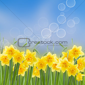 spring narcissus garden