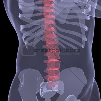 X-ray of the human spine