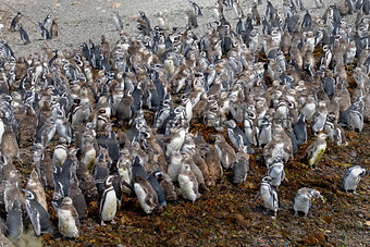 Large number of Magellanic penguins