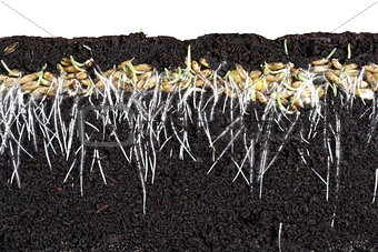 germinating cereal