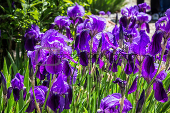 Bed of Purple iris