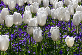 Bed of White Tulips
