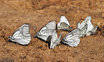 White butterflies on sand