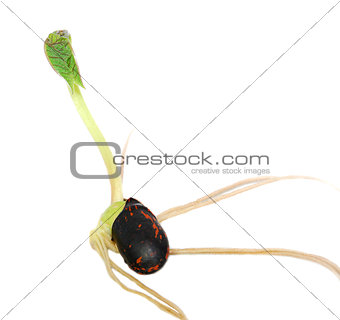 Runner bean seed with a green leaf shoot
