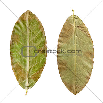 dry green leaves on the white background