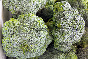 Broccoli Green Vegetables